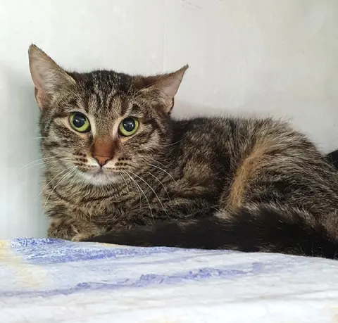Нелли — кошка, Москва
