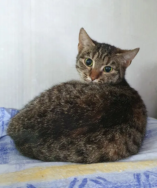 Кошка Нелли, кошка, Приют Малинки (Кожухово), Москва. Фото 2 из 7.