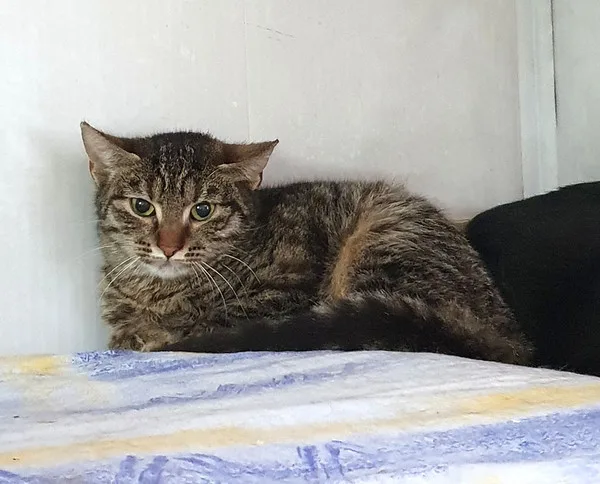 Кошка Нелли, кошка, Приют Малинки (Кожухово), Москва. Фото 3 из 7.