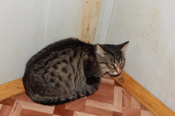 Кошка Миола, кошка, Приют Малинки (Кожухово), Москва. Фото 2 из 5.