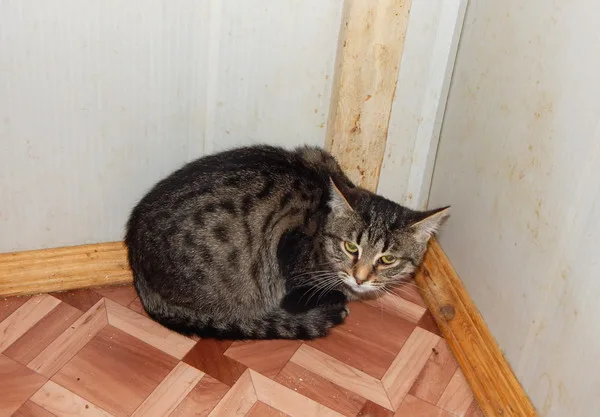 Кошка Миола, кошка, Приют Малинки (Кожухово), Москва. Фото 4 из 5.