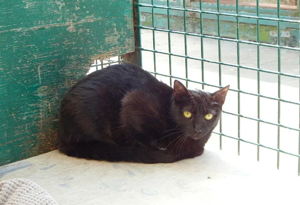 Кошка Эбони, кошка, Приют Малинки (Кожухово), Москва. Фото 6 из 8.