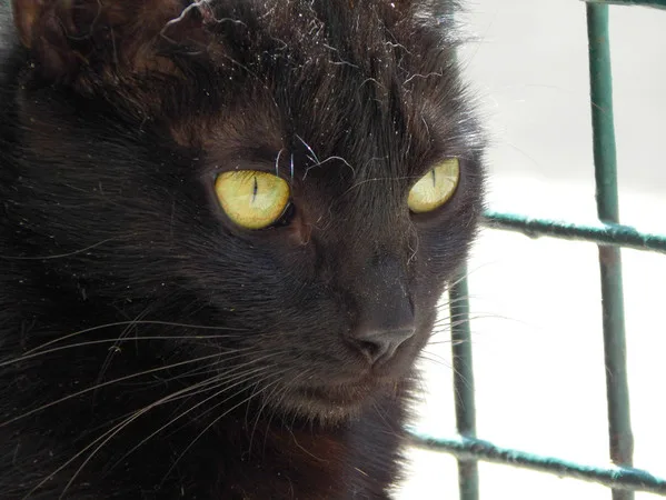 Кошка Эбони, кошка, Приют Малинки (Кожухово), Москва. Фото 7 из 8.