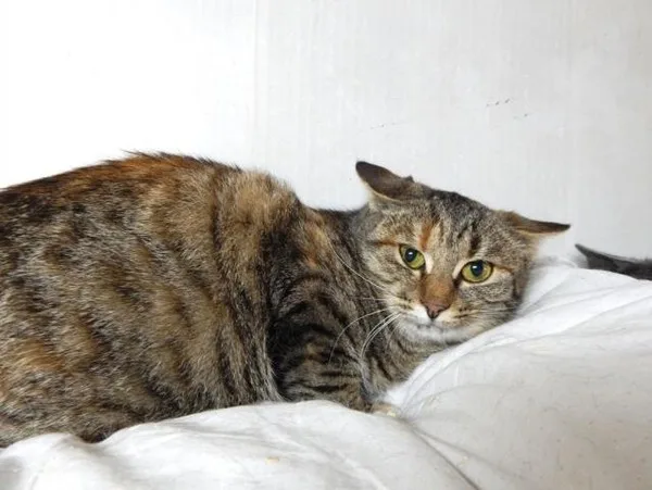 Кошка Джулия, кошка, Приют Малинки (Кожухово), Москва. Фото 4 из 10.