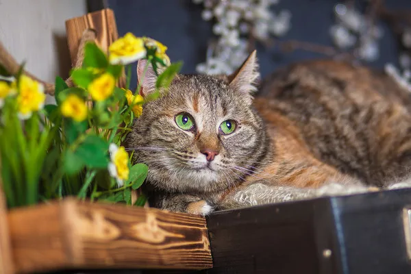 Кошка Джулия, кошка, Приют Малинки (Кожухово), Москва. Фото 6 из 10.