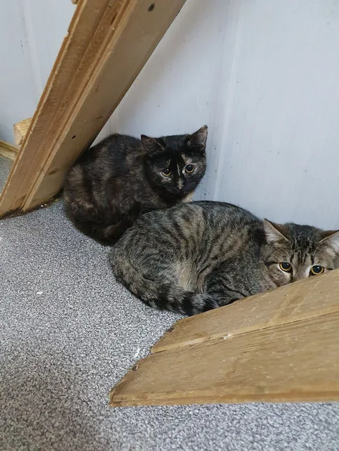 Кошка Бусинка, кошка, Приют Малинки (Кожухово), Москва. Фото 4 из 13.