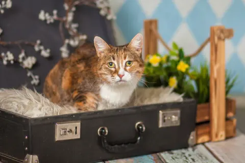 Чили — кошка, Москва