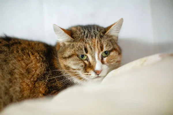 Кошка Чили, кошка, Приют Малинки (Кожухово), Москва. Фото 7 из 15.