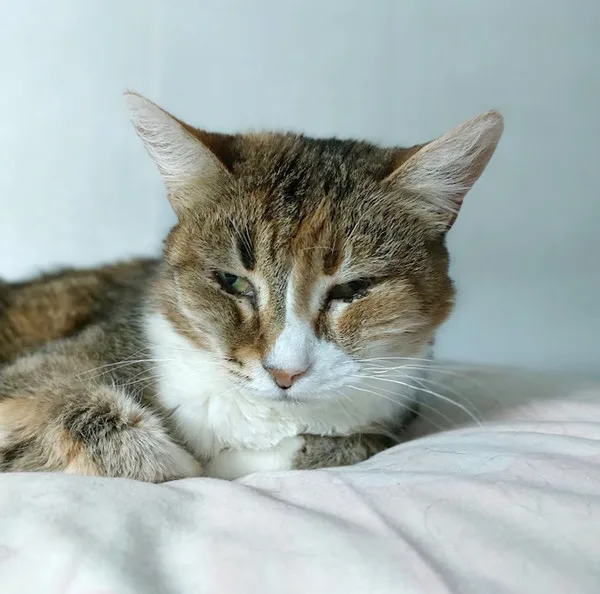 Кошка Чили, кошка, Приют Малинки (Кожухово), Москва. Фото 8 из 15.