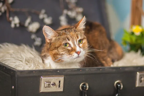 Кошка Чили, кошка, Приют Малинки (Кожухово), Москва. Фото 10 из 15.