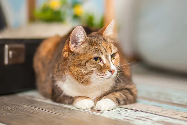 Кошка Чили, кошка, Приют Малинки (Кожухово), Москва. Фото 14 из 15.