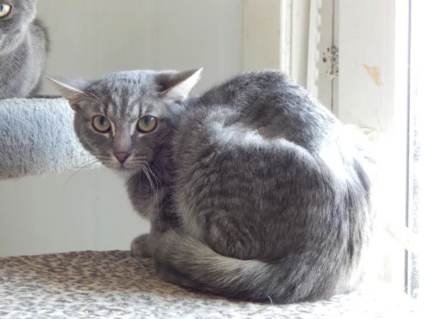 Кошка Швондер, кот, Приют Малинки (Кожухово), Москва. Фото 2 из 8.