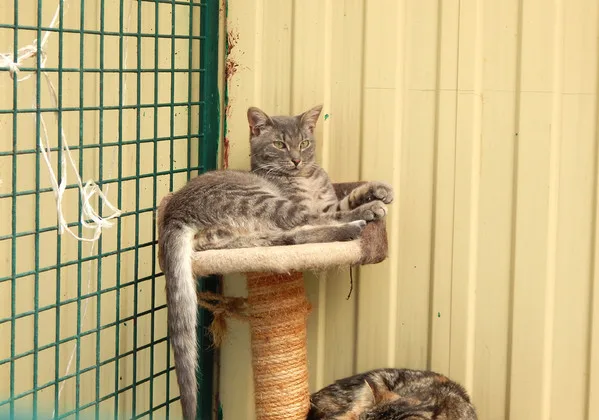 Кошка Швондер, кот, Приют Малинки (Кожухово), Москва. Фото 5 из 8.
