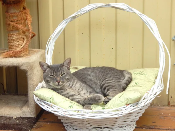 Кошка Швондер, кот, Приют Малинки (Кожухово), Москва. Фото 6 из 8.