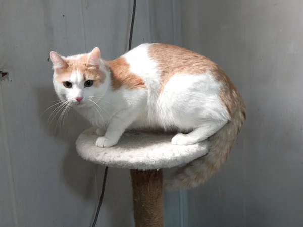 Кошка Мускат, кот, Приют Малинки (Кожухово), Москва. Фото 8 из 11.