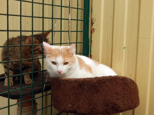 Кошка Мускат, кот, Приют Малинки (Кожухово), Москва. Фото 10 из 11.