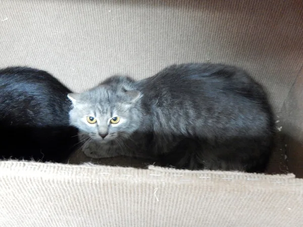 Кошка Шакира, кошка, Приют Малинки (Кожухово), Москва. Фото 2 из 9.