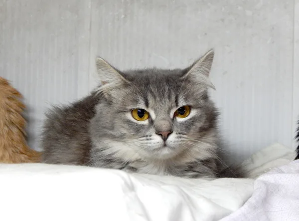 Кошка Шакира, кошка, Приют Малинки (Кожухово), Москва. Фото 4 из 9.