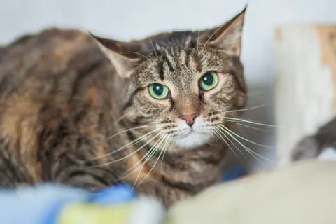 Царапа — кошка, Москва
