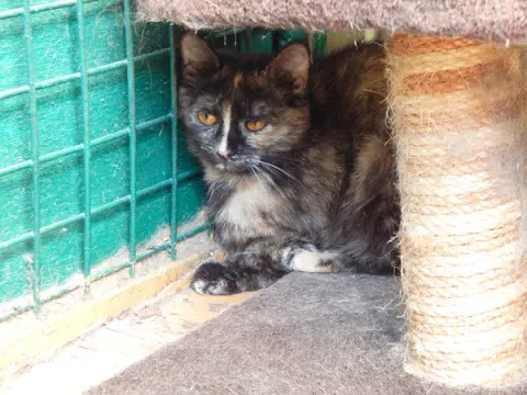 Нутелла — кошка, Москва
