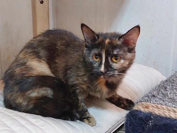 Кошка Нутелла, кошка, Приют Малинки (Кожухово), Москва. Фото 2 из 5.