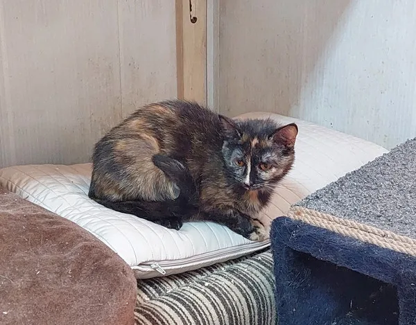 Кошка Нутелла, кошка, Приют Малинки (Кожухово), Москва. Фото 4 из 5.