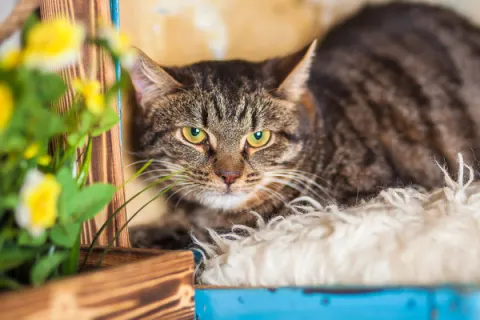 Бруклин — кошка, Москва