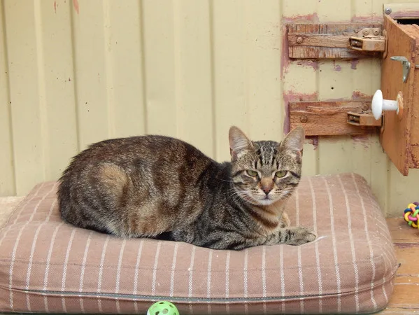 Кошка Бруклин, кот, Приют Малинки (Кожухово), Москва. Фото 2 из 12.