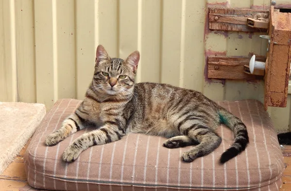 Кошка Бруклин, кот, Приют Малинки (Кожухово), Москва. Фото 3 из 12.