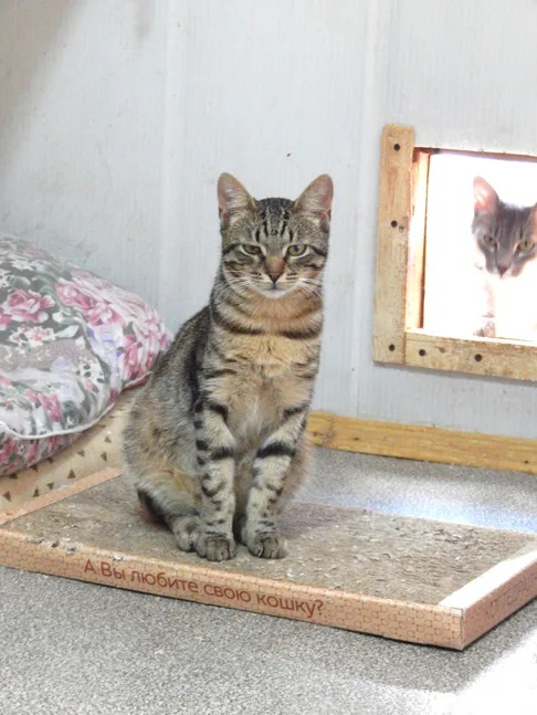 Кошка Бруклин, кот, Приют Малинки (Кожухово), Москва. Фото 4 из 12.