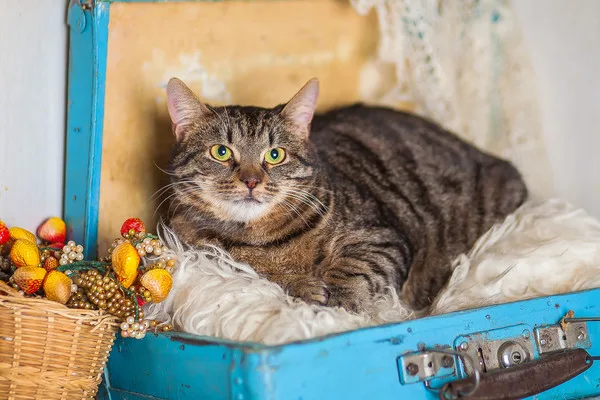 Кошка Бруклин, кот, Приют Малинки (Кожухово), Москва. Фото 10 из 12.