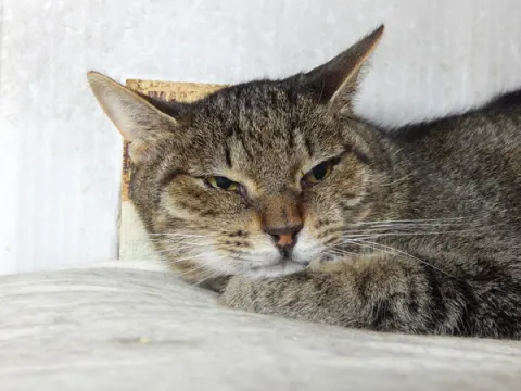 Хан — кошка, Москва