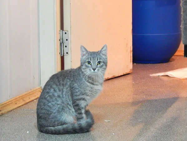 Кошка Шеги, кот, Приют Малинки (Кожухово), Москва. Фото 3 из 9.