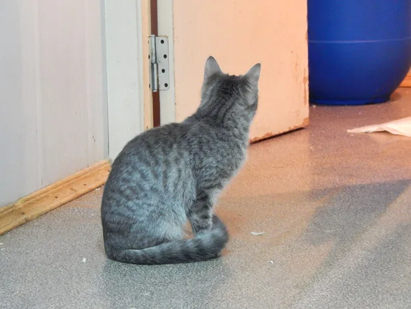 Кошка Шеги, кот, Приют Малинки (Кожухово), Москва. Фото 4 из 9.