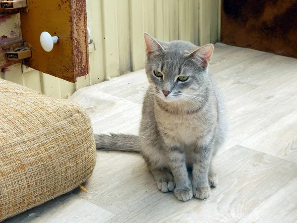 Кошка Шеги, кот, Приют Малинки (Кожухово), Москва. Фото 5 из 9.