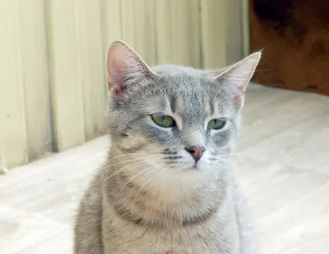 Шеги — кошка, Москва