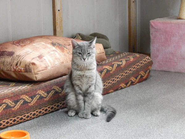 Кошка Шеги, кот, Приют Малинки (Кожухово), Москва. Фото 6 из 9.