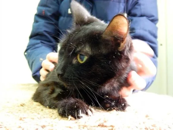 Кошка Беллатрикс, кошка, Приют Малинки (Кожухово), Москва. Фото 2 из 3.