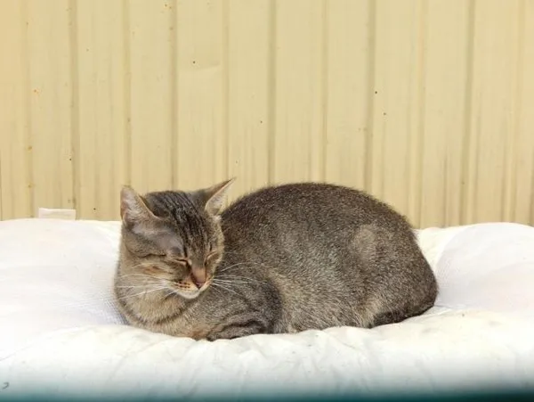 Кошка Кей, кошка, Приют Малинки (Кожухово), Москва. Фото 2 из 4.