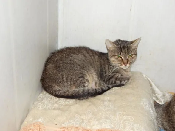 Кошка Кей, кошка, Приют Малинки (Кожухово), Москва. Фото 3 из 4.