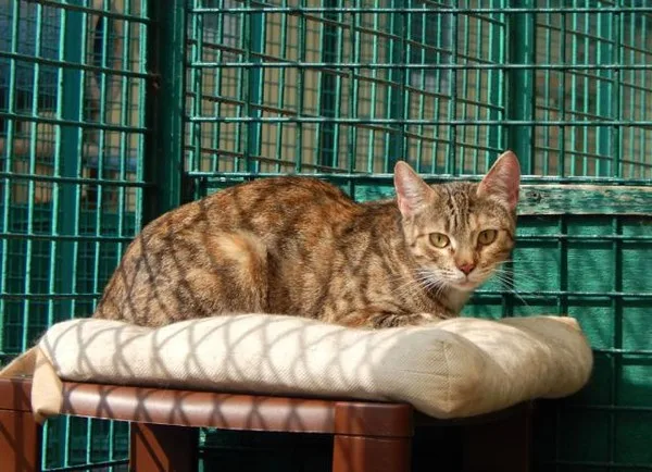 Кошка Пайпер, кошка, Приют Малинки (Кожухово), Москва. Фото 1 из 8.