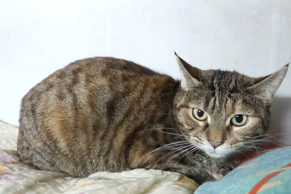 Кошка Пайпер, кошка, Приют Малинки (Кожухово), Москва. Фото 3 из 8.