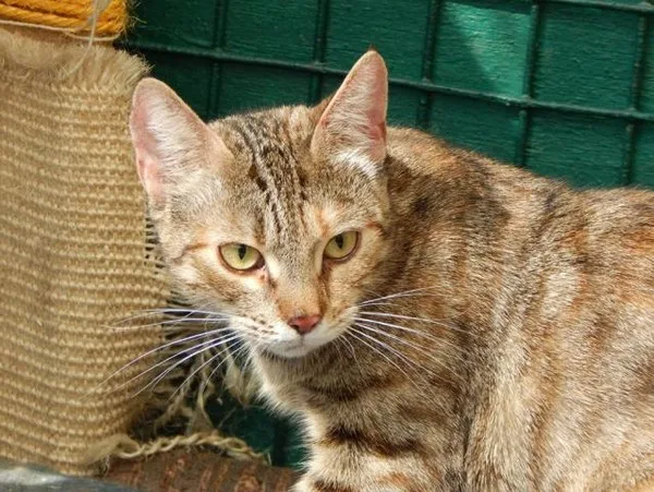 Кошка Пайпер, кошка, Приют Малинки (Кожухово), Москва. Фото 4 из 8.