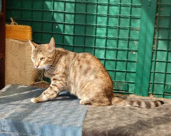 Кошка Пайпер, кошка, Приют Малинки (Кожухово), Москва. Фото 5 из 8.