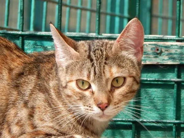 Кошка Пайпер, кошка, Приют Малинки (Кожухово), Москва. Фото 6 из 8.