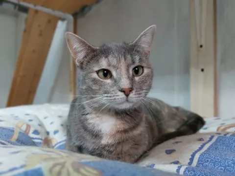 Диана — кошка, Москва