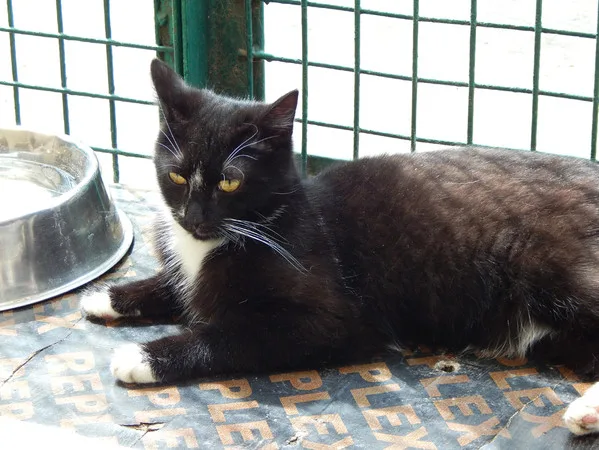 Кошка Гек, кот, Приют Малинки (Кожухово), Москва. Фото 4 из 10.