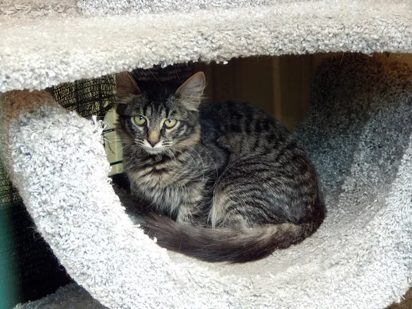 Кошка Бонифаций, кот, Приют Малинки (Кожухово), Москва. Фото 2 из 7.