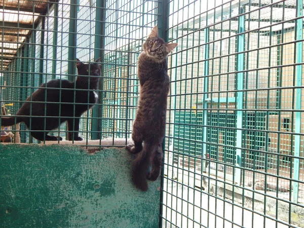 Кошка Бонифаций, кот, Приют Малинки (Кожухово), Москва. Фото 5 из 7.