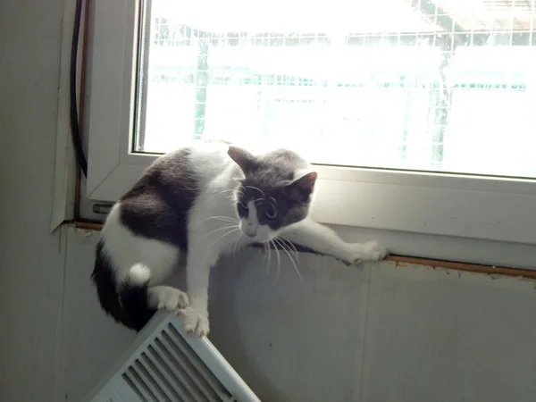 Кошка Ингеборга, кошка, Приют Малинки (Кожухово), Москва. Фото 3 из 4.